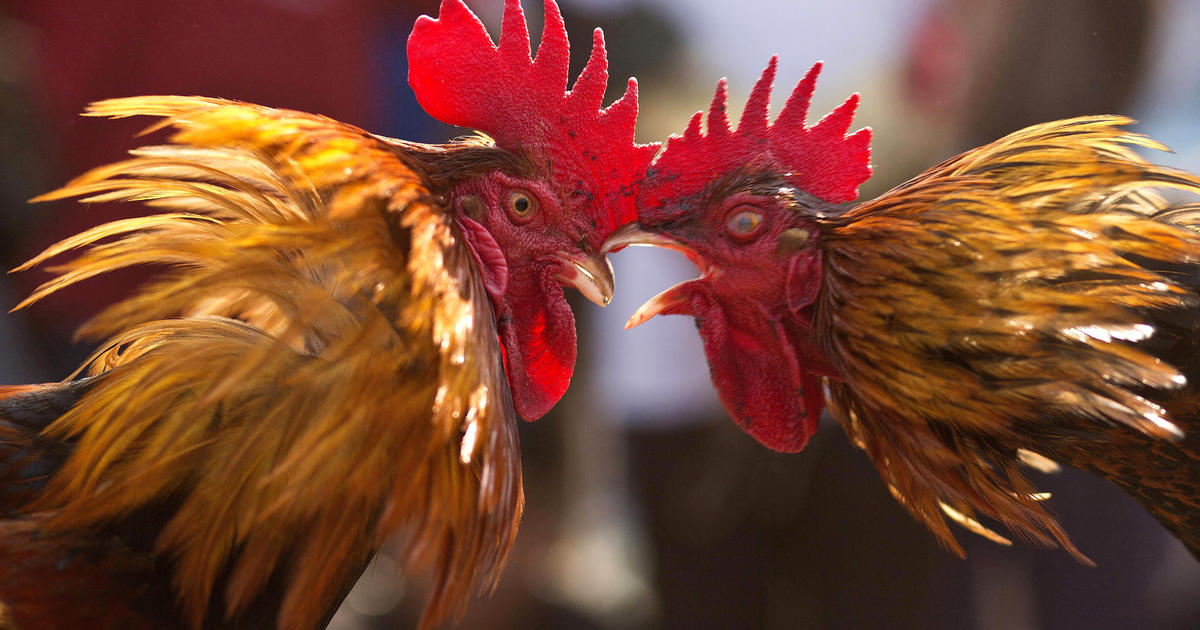 Walmart Says Rooster Combat at Mexican Store 'Wasn't a Cockfight' -  Bloomberg